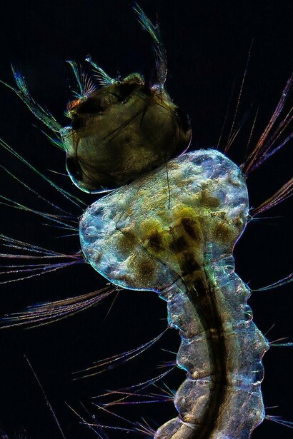 Larva de mosquito encontrada en un pantano en la ciudad de Rakvere, Estonia