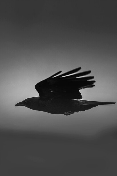 Le sue invettive macabre sono densissime di sapienza, dolore, esperienza e... diventano poesia