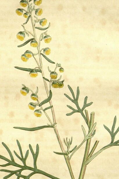 "Artemisia santonica", en "Botánica médica", de Hooker, William Jackson, John Bohn; Sowerby, James; Spratt, G.; Woodville, William, 1832