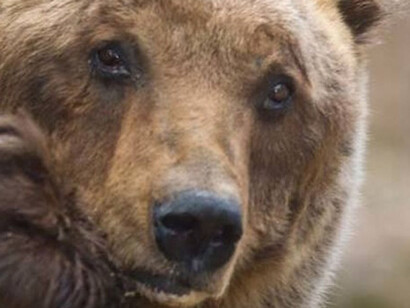 In Europa, l’orso si trova all’apice della catena alimentare