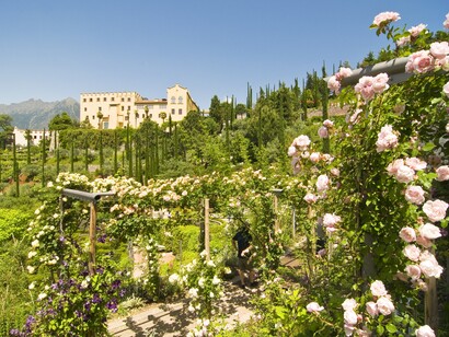 I giardini di Castel Trauttmansdorff a Merano, i roseti © Marion Gelmini