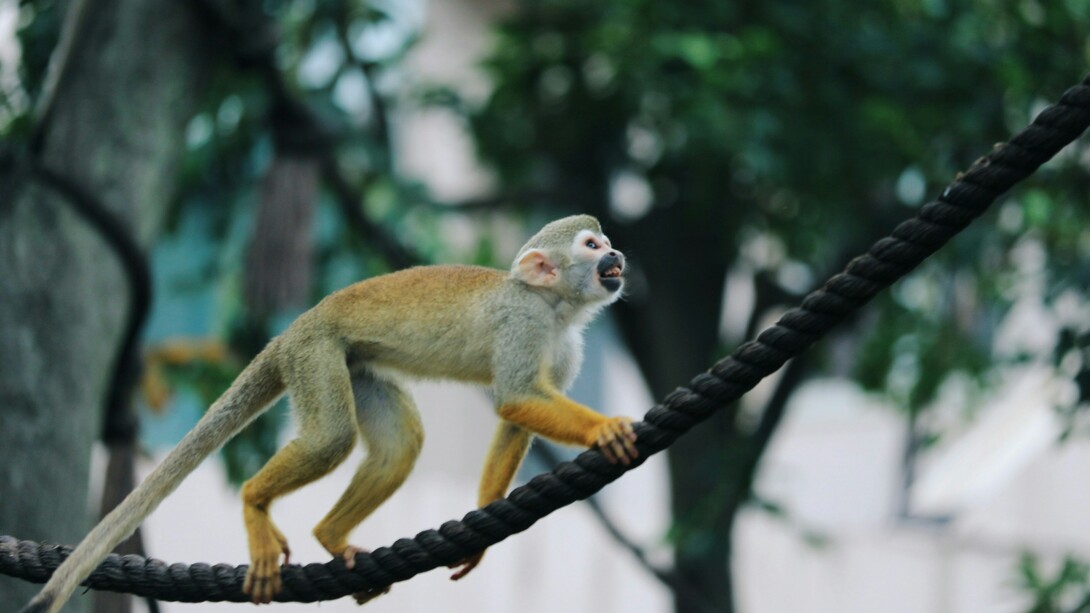 Una Scimmia scoiattolo mostra la sua agilità arrampicandosi su una corda