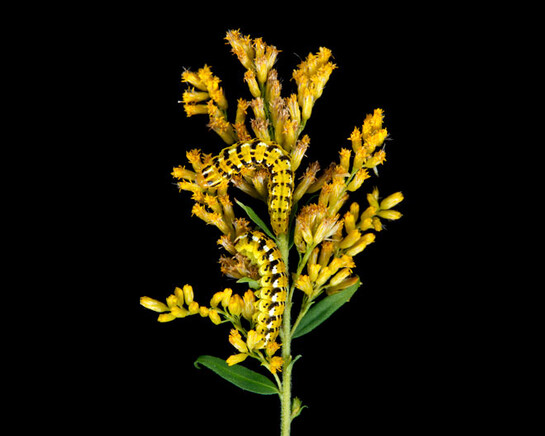 New England Caterpillars. Courtesy of Museum of Science