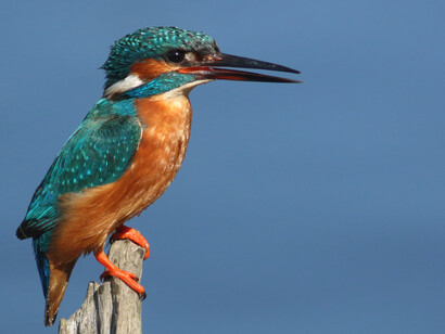 Common Kingfisher, RSPB Rainham Marshes © Gehan de Silva Wijeyeratne