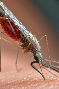 Malaria is caused by parasitic protozoans in the genus Plasmodium