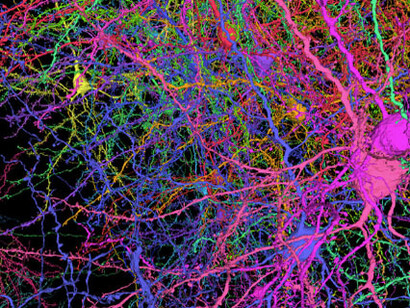 Así es el mapa 3D cerebral de un mamífero más detallado de la historia