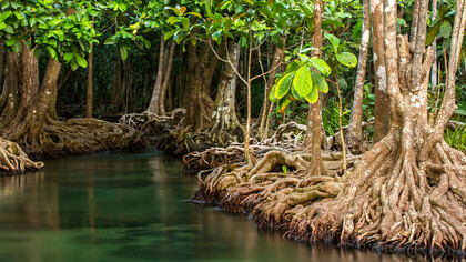 Mangroves and their role to ecology 