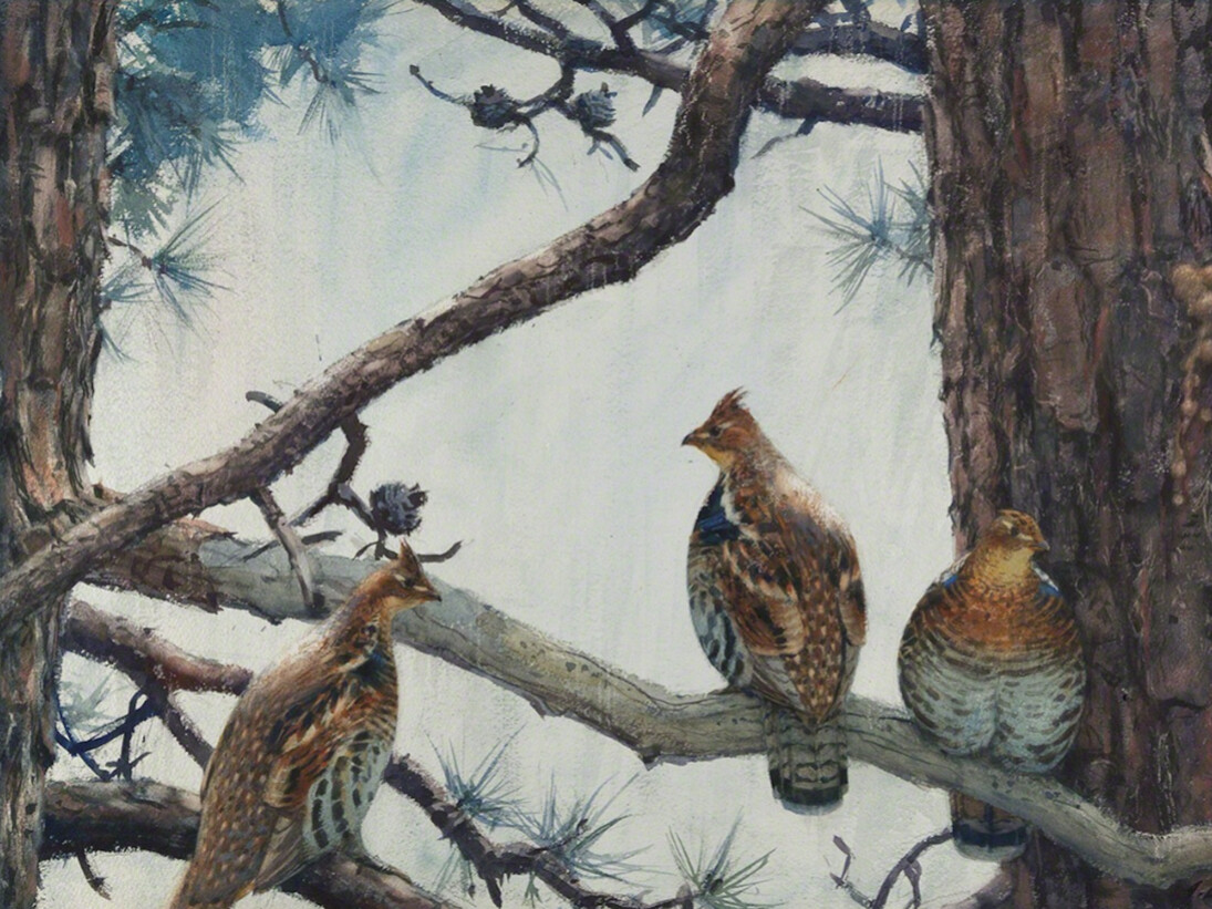 Aiden Lassell Ripley, Three Grouse on a Hard Pine. Courtesy of Questroyal Fine Art