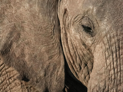 Nel caso dell'elefante asiatico la minaccia più grande arriva dalla perdita del loro habitat
