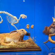 Fauna del Parque Nacional de la Sierra de Guadarrama. Courtesy of Museo Nacional de Ciencias Naturales