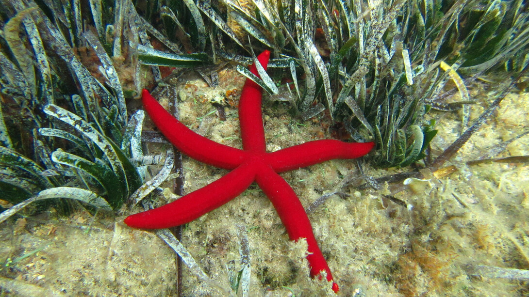 Stella serpente (Ophidiaster ophidianus)