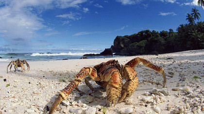 Il granchio del cocco