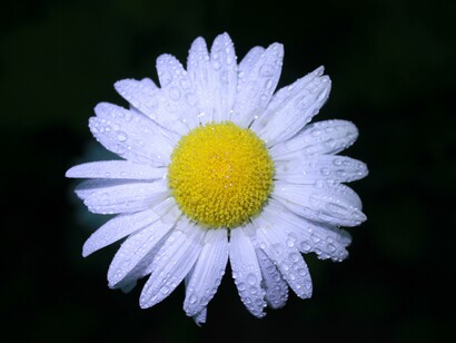 Infiorescenza di Margherita dei prati (Bellis perennis)