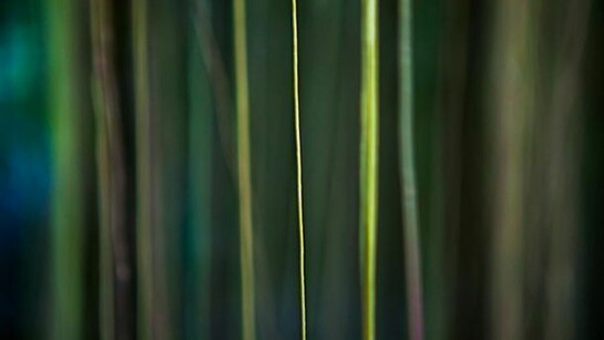 Jungle Road 12-12-10,2012, Archival pigment print, printed 2014, 22 x 33 inches, edition of 10 © Laurie Lambrecht.