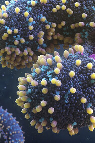 Specie di phylum Taraviricota sono state trovate in tutti gli oceani