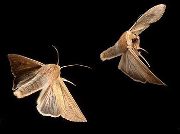 En el espacio solo se escucha el revoloteo de las polillas por las noches, que buscan consuelo en las lámparas cálidas del resguardo