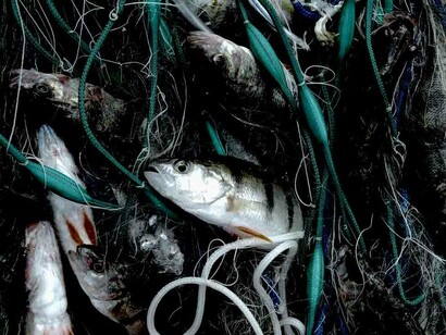 Tra i primi 10 Paesi per emissioni dovute alla pesca a strascico all'interno delle proprie zone economiche esclusive, l'Italia è al terzo posto dopo Cina e Russia