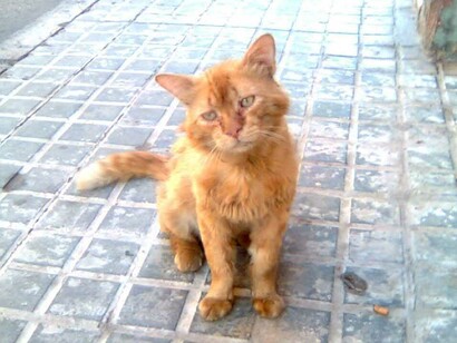 Gato callejero