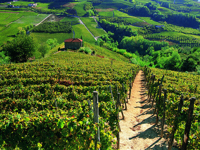Langhe's Vineyards