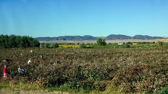 Cotton picking near Kyzyl-Kala, Karakalpakstan