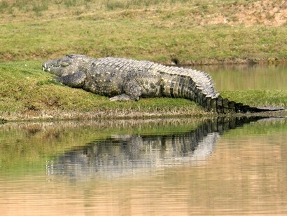 National Chambal Sanctuary 