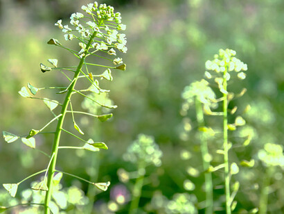 Nazuna («Capsella bursa-pastoris»)