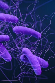 Ilustración médica de la bacteria «Clostridium difficile». Ilustradora: Jennifer Oosthuizen