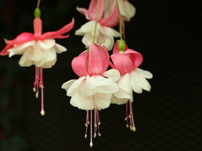Fiori di Fucsia (Fuchsia magellanica)