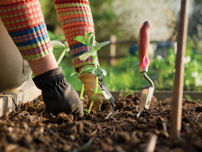 Gardening as anti-stress