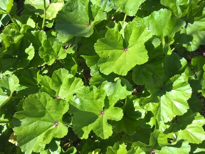 Malva