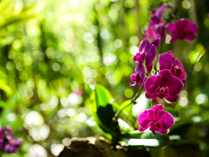 Sweet scent of happiness © Andrew Ermakov