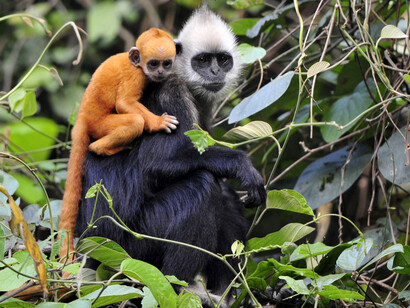 White-headed langur, critically endangered, is protected in Zhuang Indigenous peoples' territory of Qunan,  China © Jipeng Liang