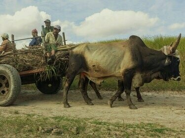 Agricultores em carro de boi. Este artigo discute os desafios estruturais enfrentados pelas comunidades situadas em zonas recônditas em Moçambique e sua intervenção no seio da agricultura familiar. São destacados problemas como falta de infraestrutura, analfabetismo elevado, ausência de serviços básicos e dificuldades de comercialização. Além disso, são propostas soluções baseadas em políticas públicas robustas, investimento em tecnologia social e promoção de igualdade regional. Conclui-se que é possível transformar o setor agrícola em um motor de desenvolvimento socioeconômico e inclusão social, desde que haja compromisso político e mobilização de recursos
