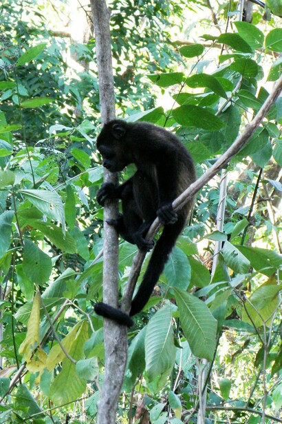 Riserva naturale della laguna di Apoyo. Un esemplare di scimmia urlatrice ("Alouatta palliata")