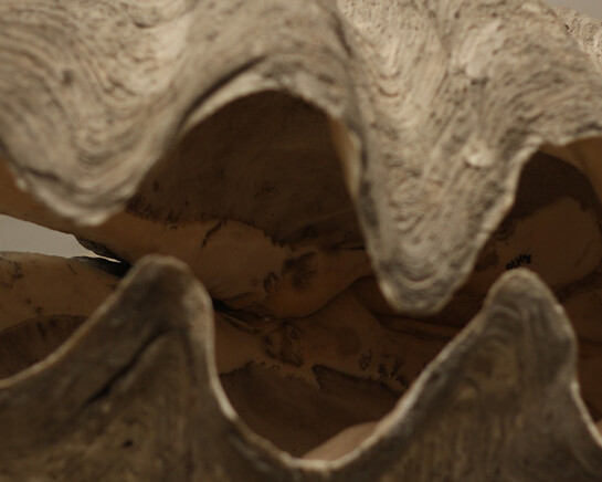 The giant clam. Courtesy of Grigore Antipa National Museum of Natural History
