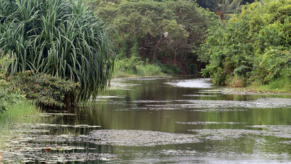 Open water in Diyasaru Wetland attracts cormorants and kingfishers © Gehan de Silva Wijeyeratne