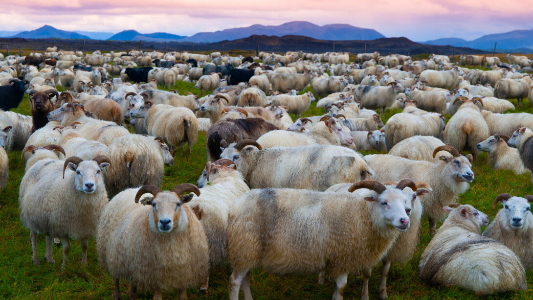 Icelandic sheep