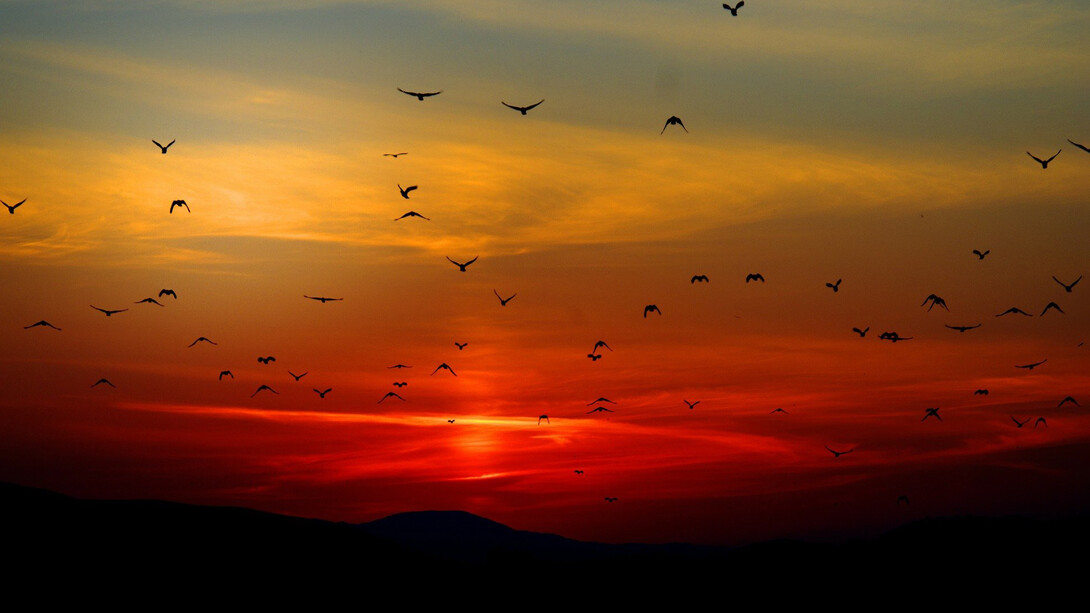 Birds and insects can sense the magnetic field of the earth to find their way