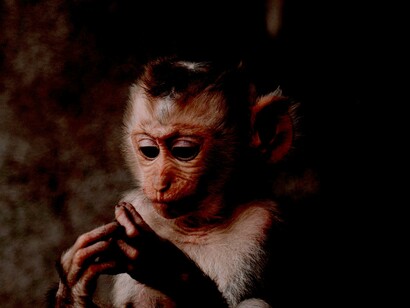 El contacto con animales es una bomba de relojería