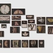 Suman Dey, Nature I (Series: Nature), exhibition view. Courtesy of Emami Art