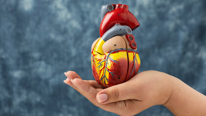 Educational content with a person holding an anatomical heart model, providing insightful insights into the complexities of the cardiovascular system and its aging process