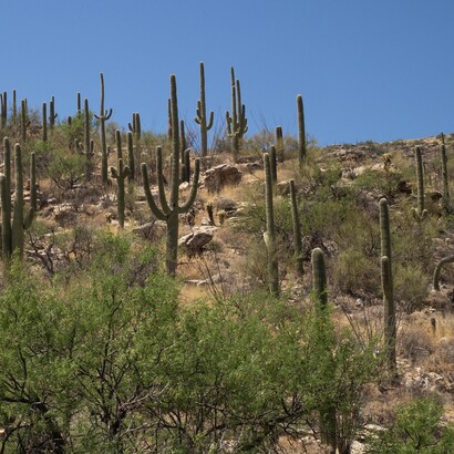 Il deserto segnò l’inizio della separazione dalla sua famiglia e della trasformazione della sua vita, conducendola verso l’esperienza tra i Mohave