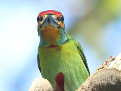 Sri Lanka Small Barbet © Gehan de Silva Wijeyeratne