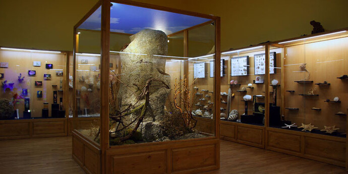 Invertebrates. Courtesy of Regional Natural History Museum of Plovdiv