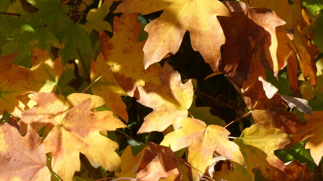 Acer saccharum