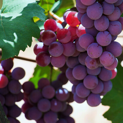 A uva roxa, também chamada de Niagara, é uma das mais consumidas no Brasil