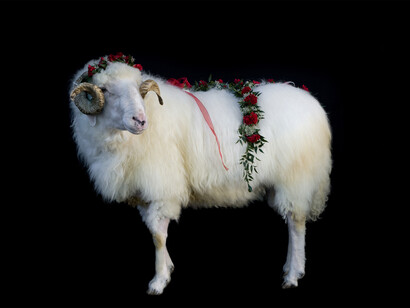 Iwajla Klinke, o.T. (Serie : Die Opferwidder, East Tyrol), pigment print on laid paper, 2014, 120 x 180 cm, edition of 3, courtesy Galerie Voss 
