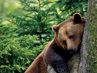 L'orso bruno, mammifero appartenente alla famiglia Ursidae 