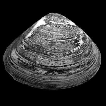 Approfondisci il “cos’è” ed il “perché” l’oggetto è entrato nella tua vita