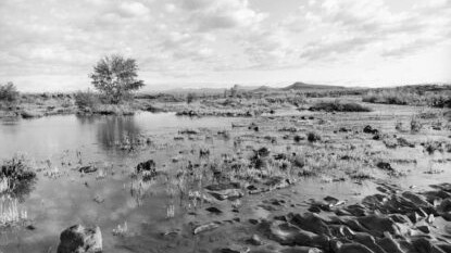 Lee Friedlander, Idaho, 1993. Courtesy of Fraenkel Gallery
